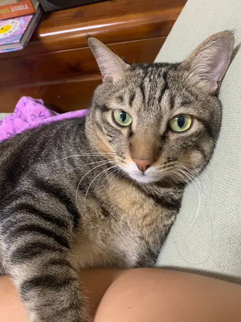 愛用貓砂推薦🙌 三款工廠直營平價大包裝貓砂🐱心得分享